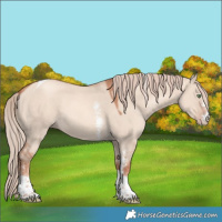 Horse Color:Gold Champagne Dun Sabino Tobiano 