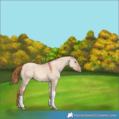 Horse Color:Gold Champagne Dun Tobiano 
