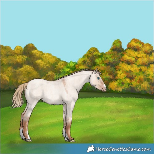Horse Color:Gold Champagne Roan Dun Sabino 
