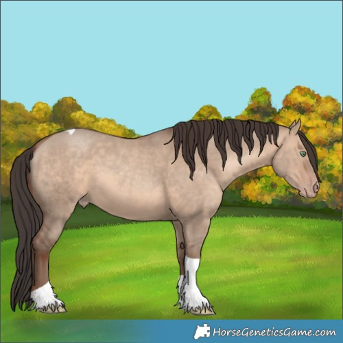 Horse Color:Sable Champagne Dun Tobiano 