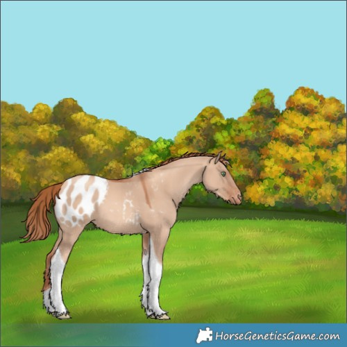 Horse Color:Gold Champagne Dun Tobiano Appaloosa 