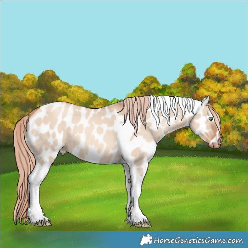 Horse Color:Gold Champagne Dun Tobiano Appaloosa 