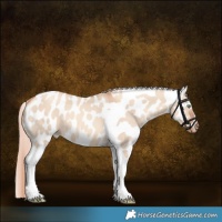 Horse Color:Gold Champagne Dun Tobiano Leopard
