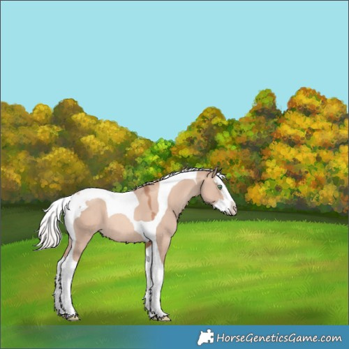 Horse Color:Gold Champagne Dun Splash Tobiano 
