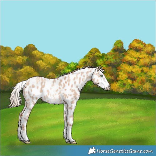 Horse Color:Gold Champagne Dun Sabino Leopard 