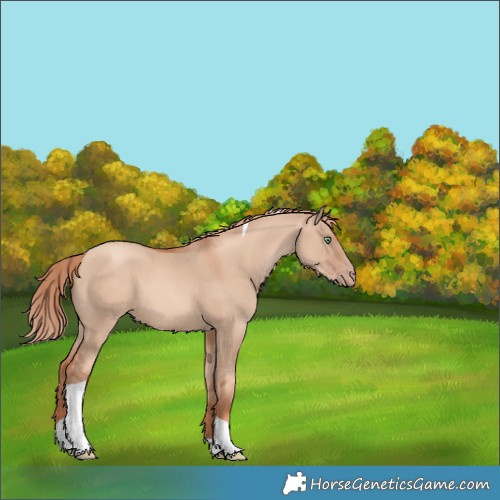 Horse Color:Gold Champagne Dun Tobiano 
