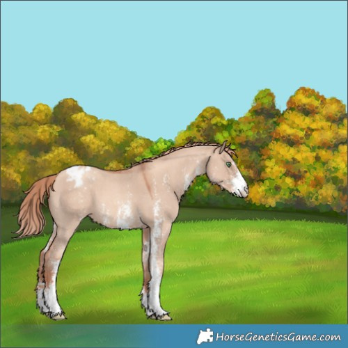Horse Color:Gold Champagne Dun Sabino Varnish 