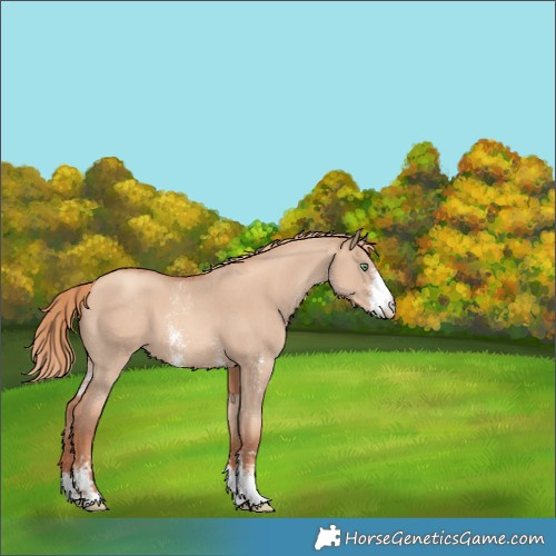 Horse Color:Gold Champagne Dun Sabino 