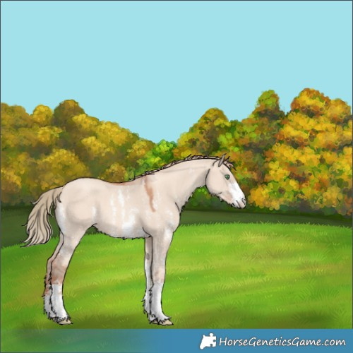 Horse Color:Gold Champagne Dun Sabino 