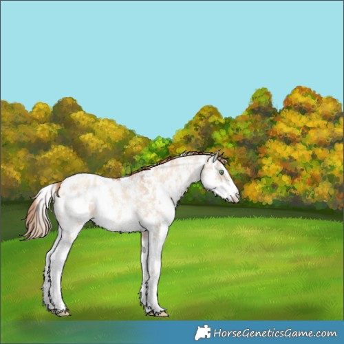 Horse Color:Gold Champagne Dun Sabino Blanket 
