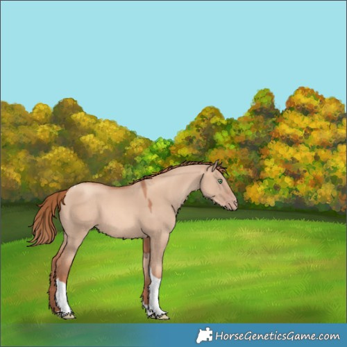 Horse Color:Gold Champagne Dun Tobiano 