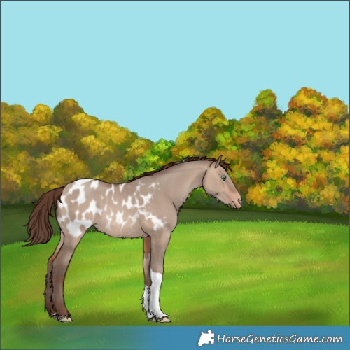 Horse Color:Sable Champagne Dun Tobiano Near Leopard 