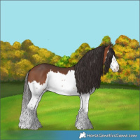 Horse Color:Bay Splash 