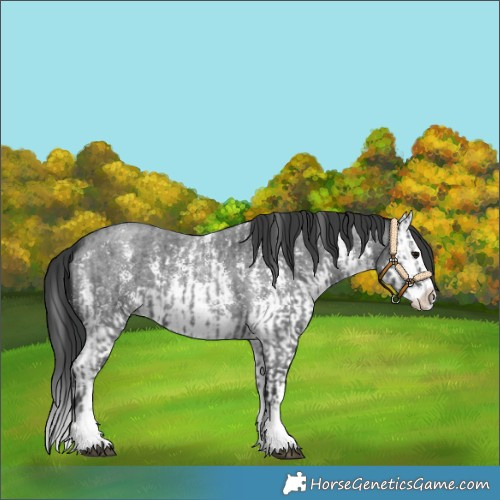 Horse Color:Blue Roan Sabino Splash and Blue Roan Sabino Splash