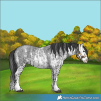 Horse Color:Blue Roan Sabino Splash and Blue Roan Sabino Splash