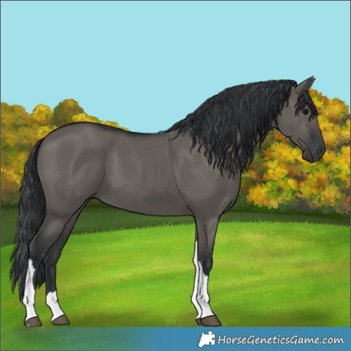Horse Color:Grullo Tobiano 