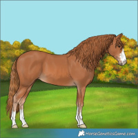 Horse Color:Chestnut 