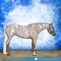 Horse Color:White Spotted Silver Blue Roan 
