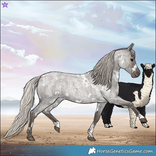 Horse Color:White Spotted Silver Blue Roan 