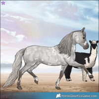 Horse Color:White Spotted Silver Blue Roan 