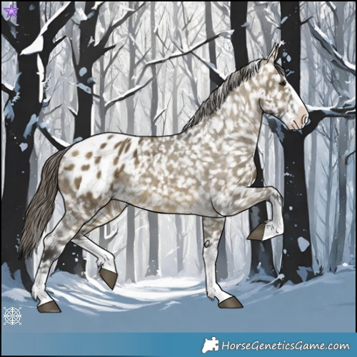 Horse Color:Buckskin Dun Splash Appaloosa 