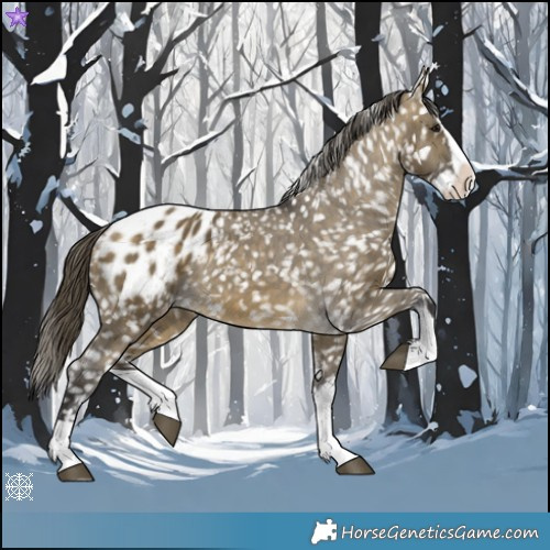 Horse Color:Buckskin Dun Splash Appaloosa 