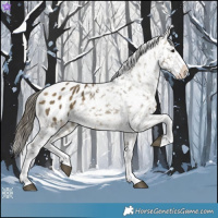 Horse Color:Buckskin Dun Splash Appaloosa 