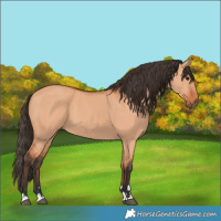 Horse Color:Bay Dun
