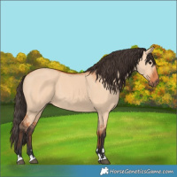 Horse Color:Bay Dun 