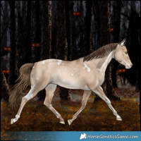 Horse Color:White Spotted Liver Red Dun Snowdrop Rabicano 