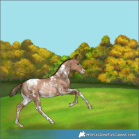 Horse Color:White Spotted Liver Chestnut Snowdrop Rabicano 