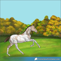 Horse Color:White Spotted Bay Pearl Dun Tobiano Rabicano 