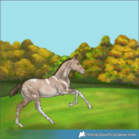 Horse Color:White Spotted Grullo Snowdrop Tobiano Rabicano