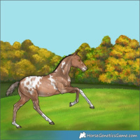 Horse Color:White Spotted Bay Pearl Tobiano Appaloosa Rabicano