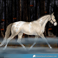 Horse Color:White Spotted Bay Snowdrop Tobiano Appaloosa Rabicano 