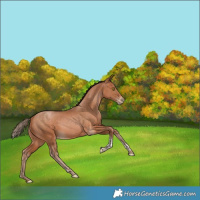 Horse Color:Bay Snowdrop Pearl Tobiano Rabicano