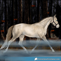 Horse Color:Bay Snowdrop Pearl Tobiano Rabicano