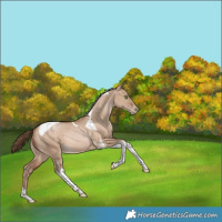 Horse Color:Brown Pearl Dun Tobiano Rabicano