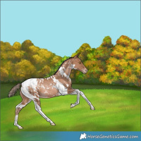 Horse Color:White Spotted Bay Pearl Tobiano Appaloosa Rabicano 