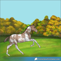 Horse Color:White Spotted Black Pearl Tobiano Appaloosa Rabicano 