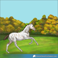 Horse Color:Grullo Pearl Tobiano Appaloosa Rabicano 