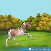 Horse Color:Brown Pearl Tobiano Rabicano 