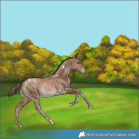 Horse Color:White Spotted Black Snowdrop Snowflake Varnish Rabicano 