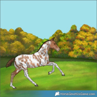 Horse Color:White Spotted Bay Snowdrop Tobiano Near Leopard Rabicano 