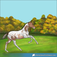 Horse Color:White Spotted Bay Pearl Tobiano Appaloosa Rabicano