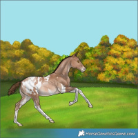 Horse Color:Bay Pearl Tobiano Appaloosa Rabicano 