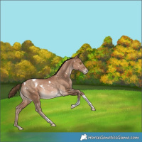 Horse Color:White Spotted Brown Pearl Tobiano Rabicano 