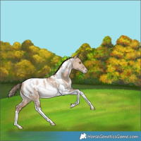 Horse Color:White Spotted Bay Snowdrop Dun Tobiano Blanket Rabicano