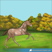 Horse Color:White Spotted Liver Chestnut Pearl Rabicano
