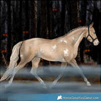 Horse Color:White Spotted Liver Chestnut Snowdrop Rabicano